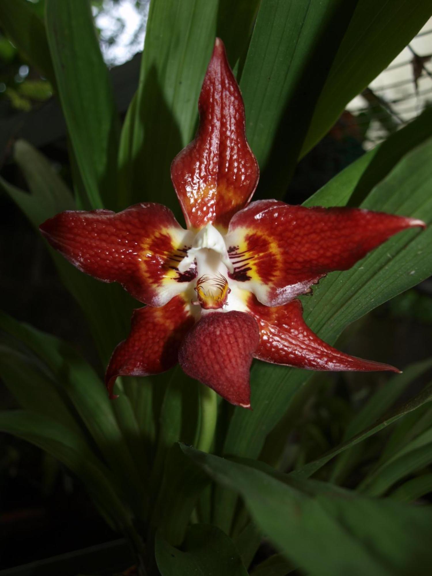 Armonia Y Jardin De Orquideas Mindo