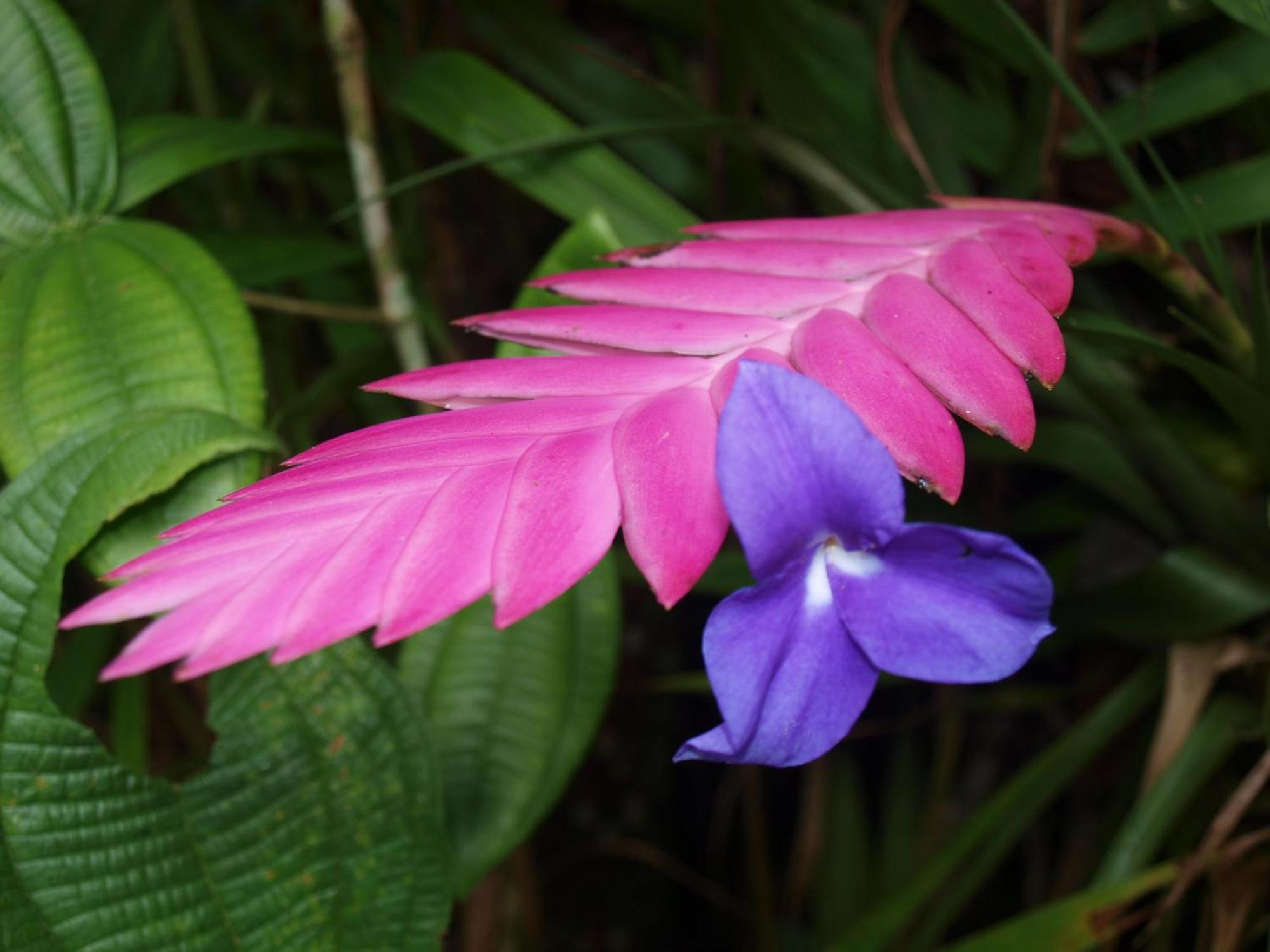 Armonia Y Jardin De Orquideas * Mindo