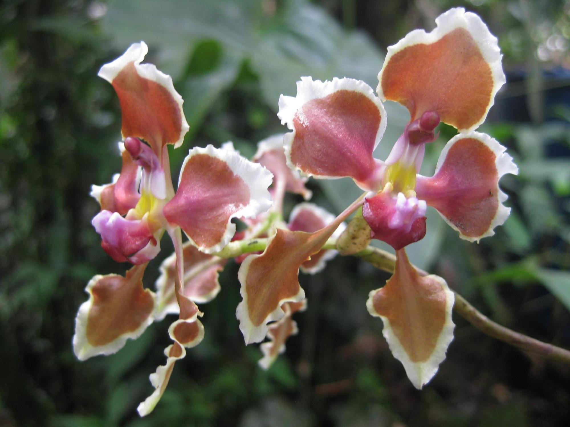 Lodge Armonia Y Jardin De Orquideas *