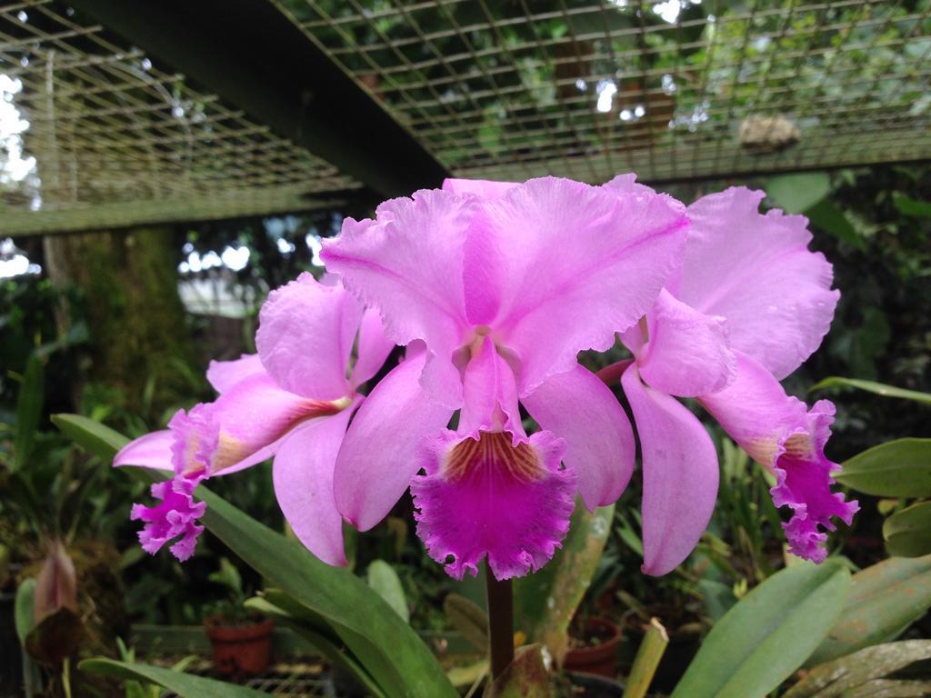 Armonia Y Jardin De Orquideas