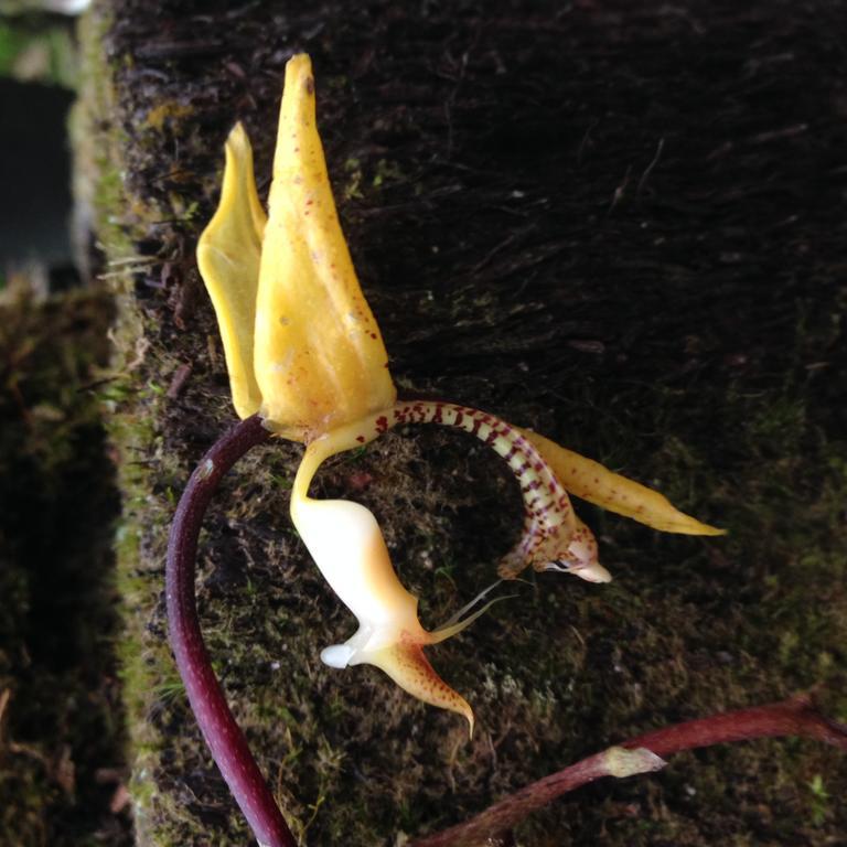 Armonia Y Jardin De Orquideas Mindo