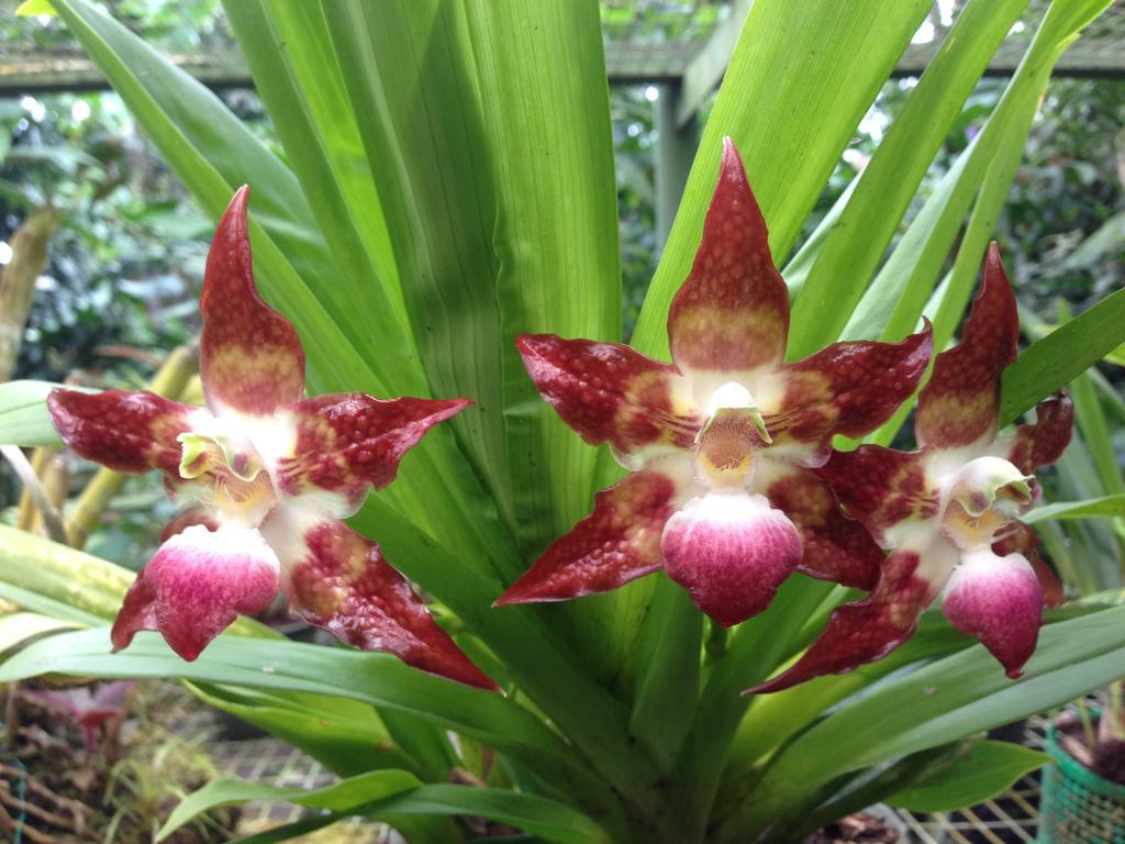 Lodge Armonia Y Jardin De Orquideas
