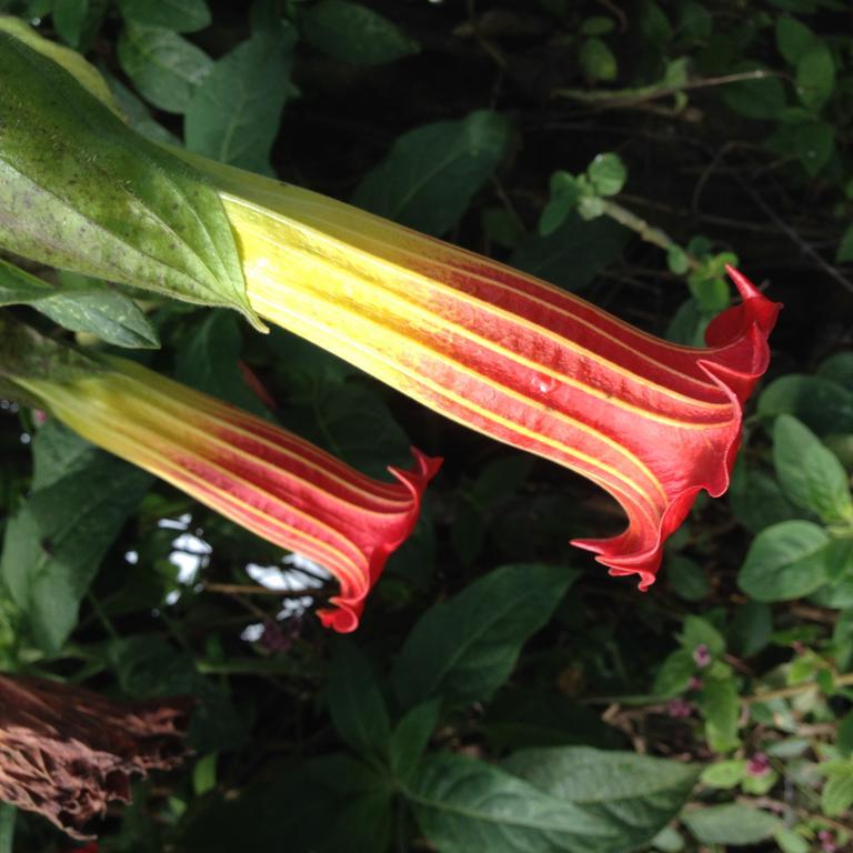 Armonia Y Jardin De Orquideas