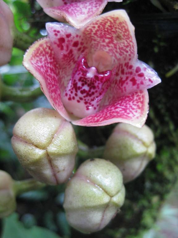 Armonia Y Jardin De Orquideas Mindo