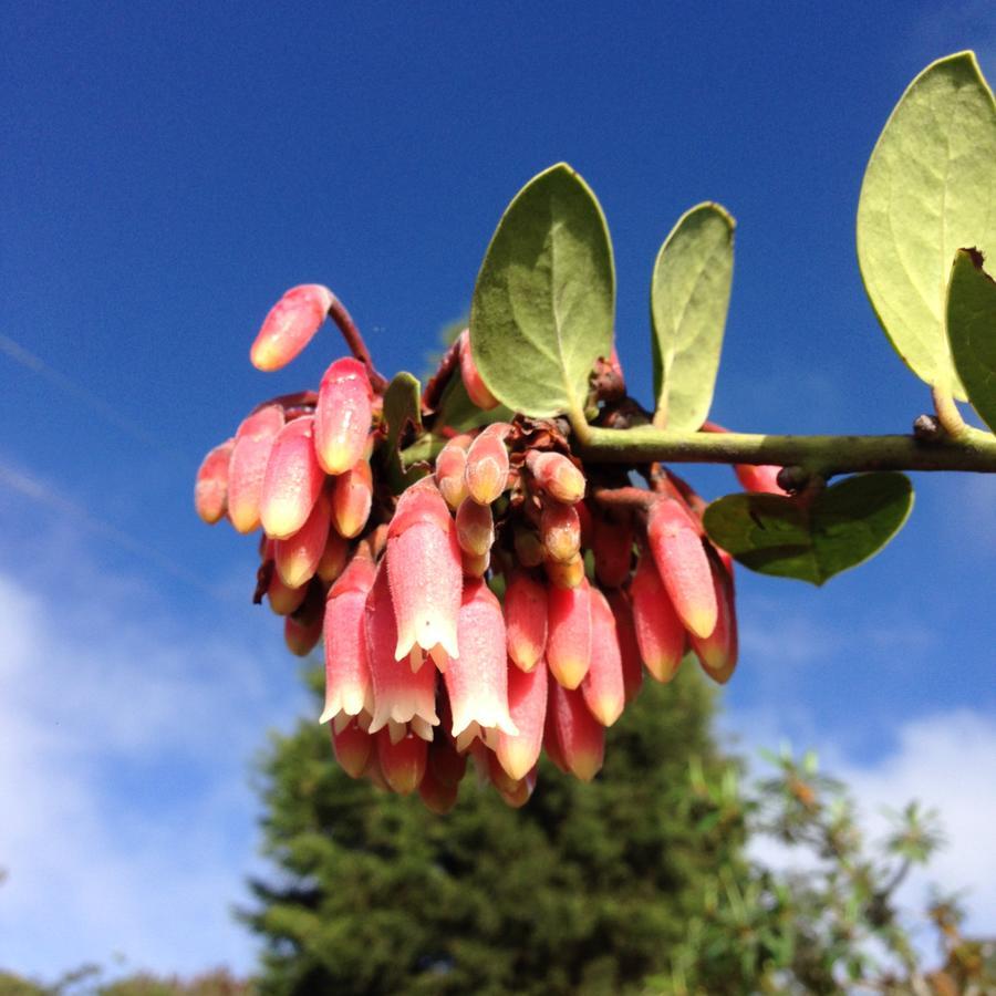 Armonia Y Jardin De Orquideas *
