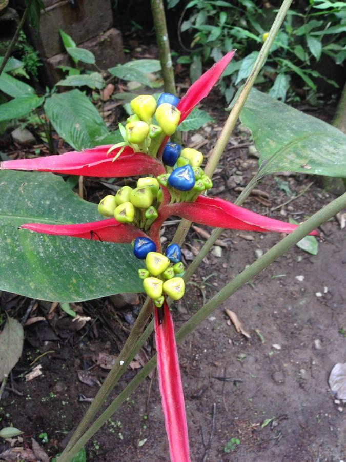 Armonia Y Jardin De Orquideas
