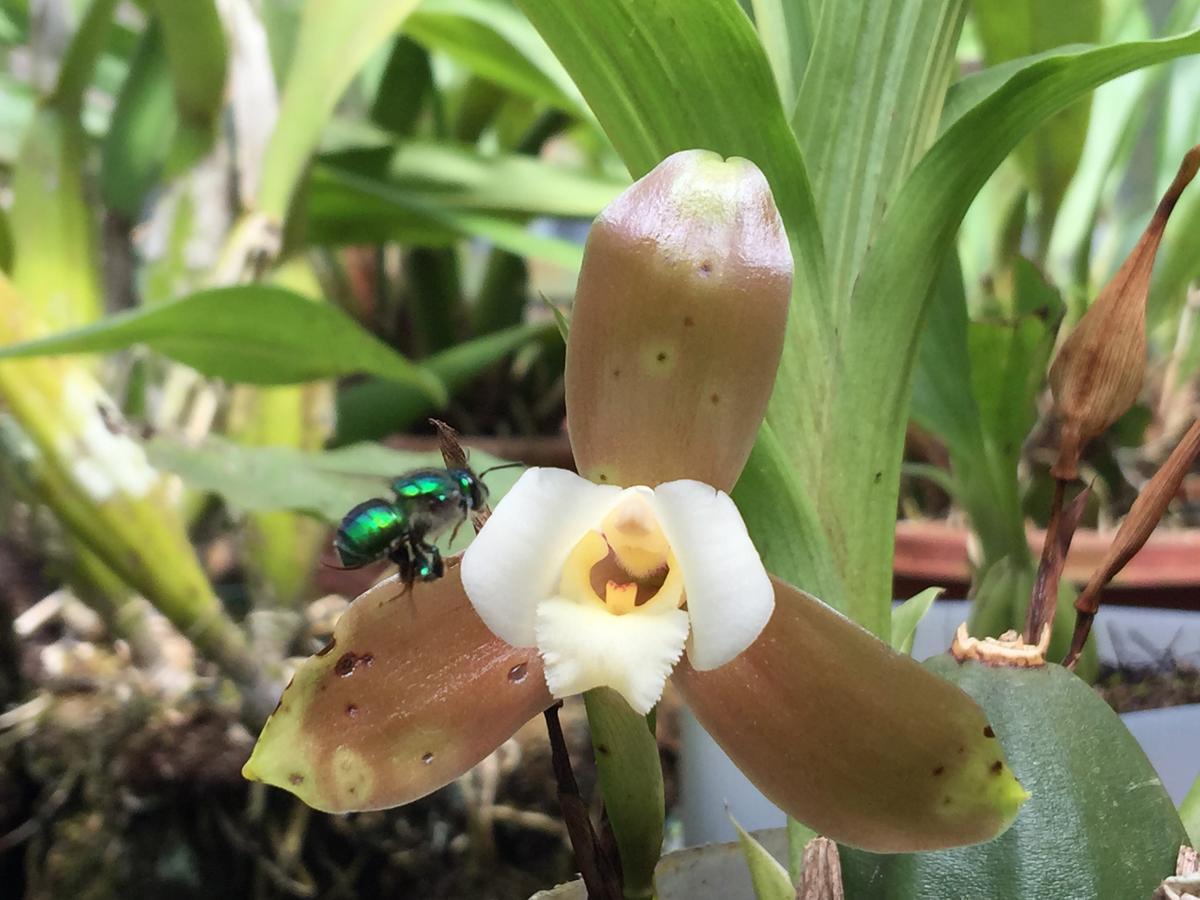 Armonia Y Jardin De Orquideas Mindo